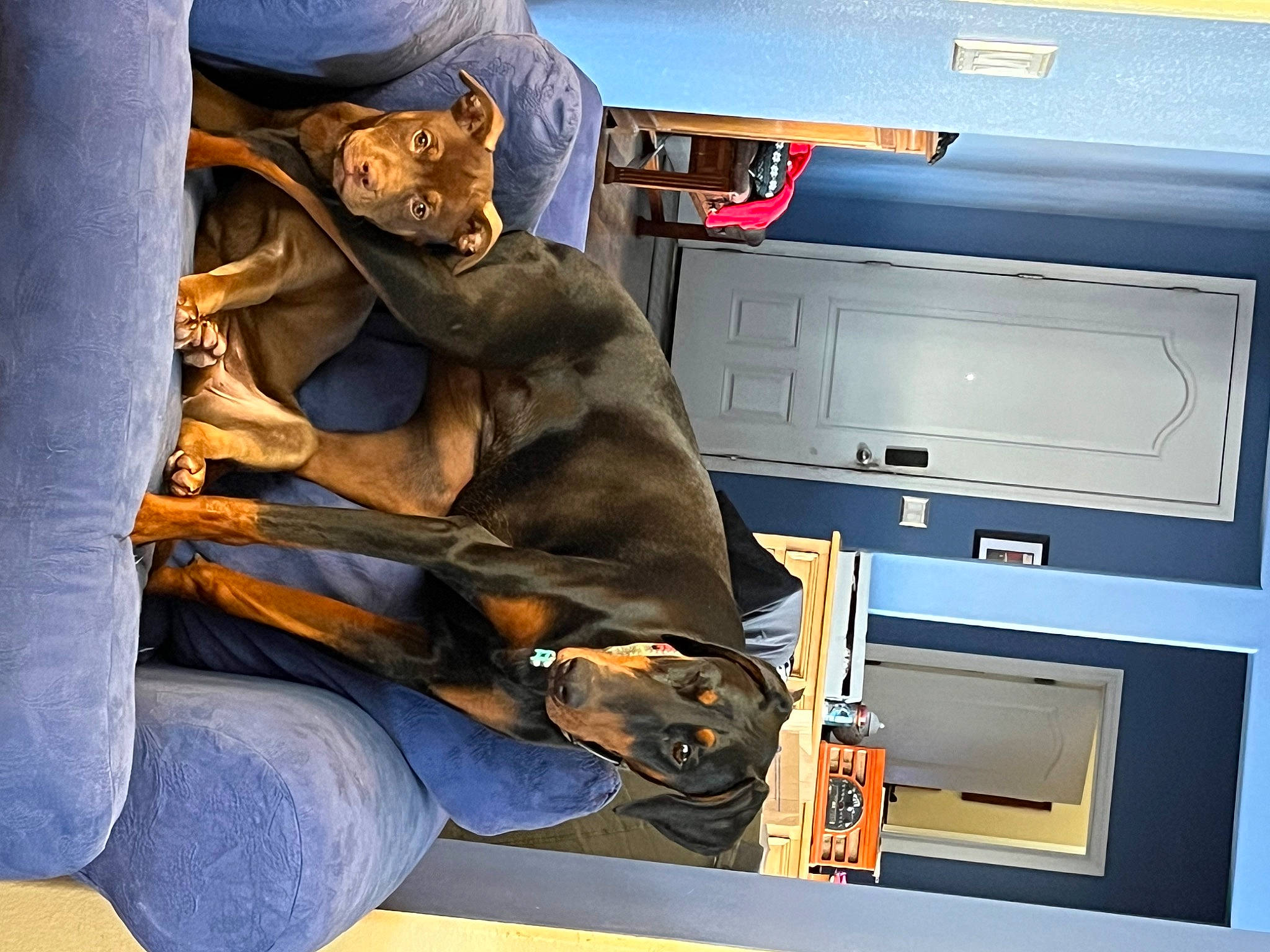 Kiowa joined the competition — help win amazing prizes! auto_part, bag, cabinetry, canidae, carnivore, comfort, companion_dog, denim, elbow, felidae, fur, hat, human_leg, lap, machine, nap, room, sitting, sporting_group, vehicle_door