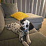 dalmatian, puppy, dog, pet, couch, sofa, pillow, yellow_pillow, gray_pillow, carpet, curtains, indoor, living_room, relaxed, cute, spots, collar, fur, animal, home