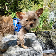 Willie P Nelson is registered to the contest to win money with this photo: dog, outdoor, rock, waterfall, greenery, harness, small_dog, nature, fur, sunlight, plants, water, pond, shrub, leaf, daylight, animal, pet, canine, closeup