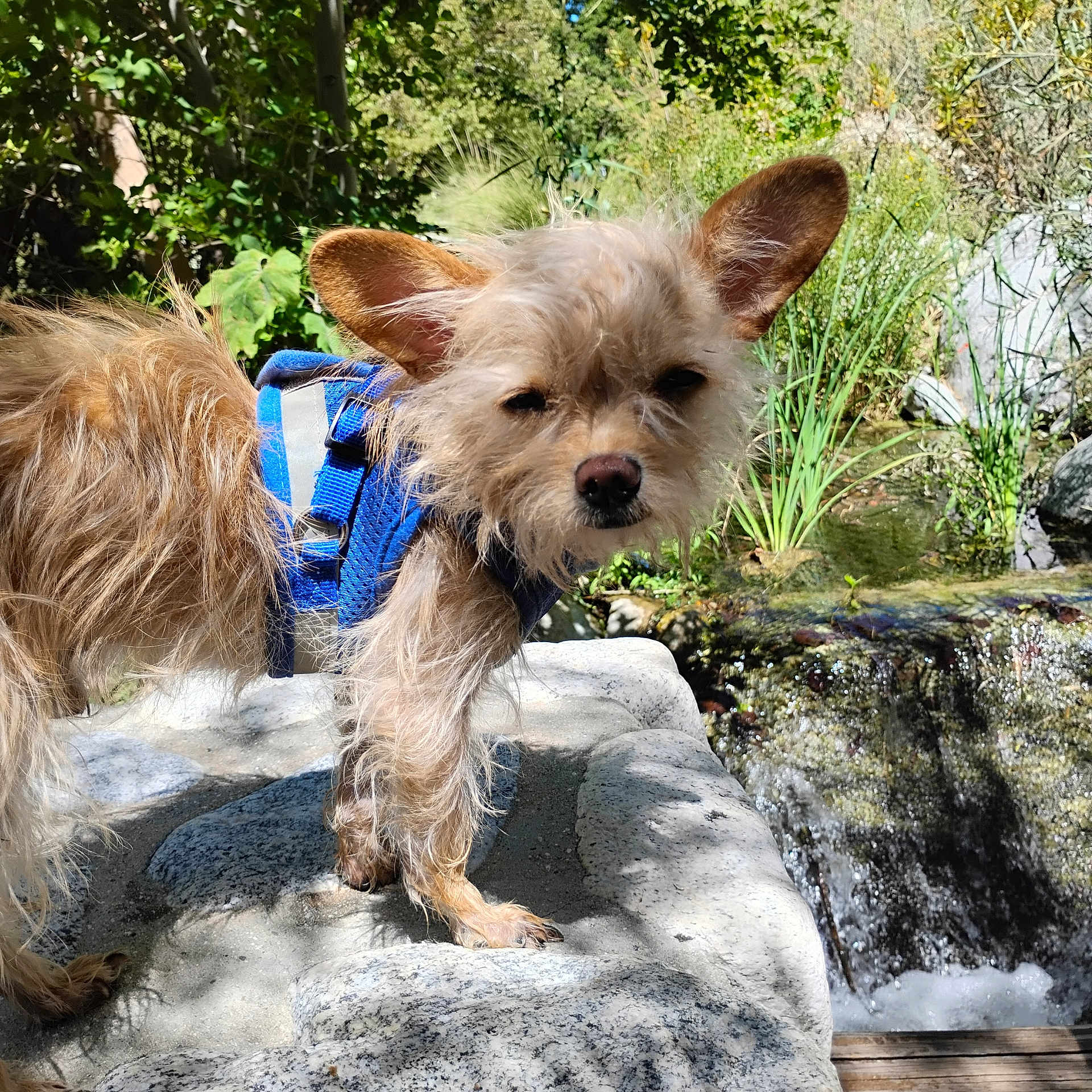 Willie P Nelson is registered to the contest to win money with this photo: dog, outdoor, rock, waterfall, greenery, harness, small_dog, nature, fur, sunlight, plants, water, pond, shrub, leaf, daylight, animal, pet, canine, closeup