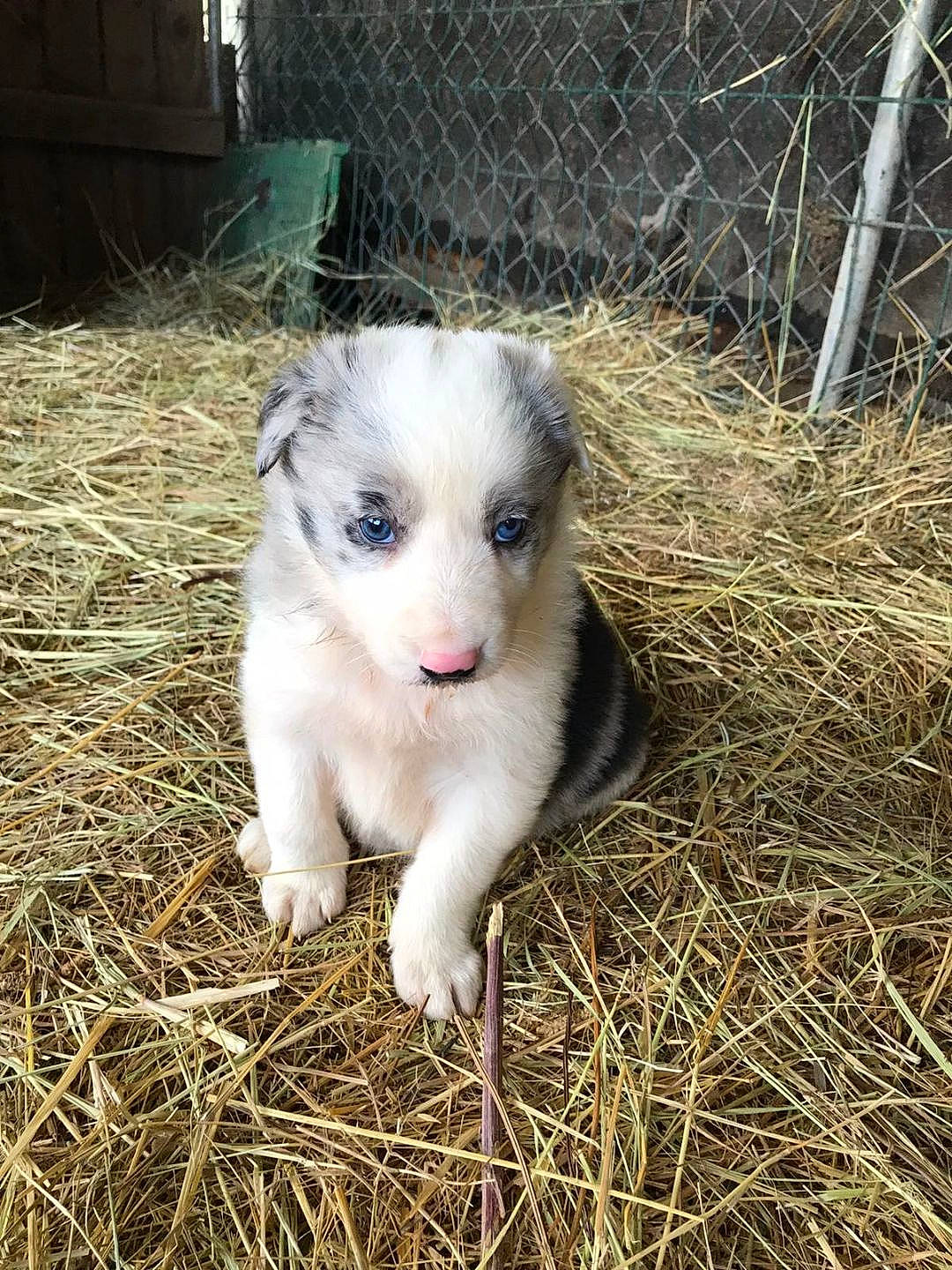 Dixy participe au concours pour gagner de l'argent avec cette photo : border_collie, canidae, carnivore, dog, dog_breed, mammal, miniature_australian_shepherd, puppy, texas_heeler, vertebrate