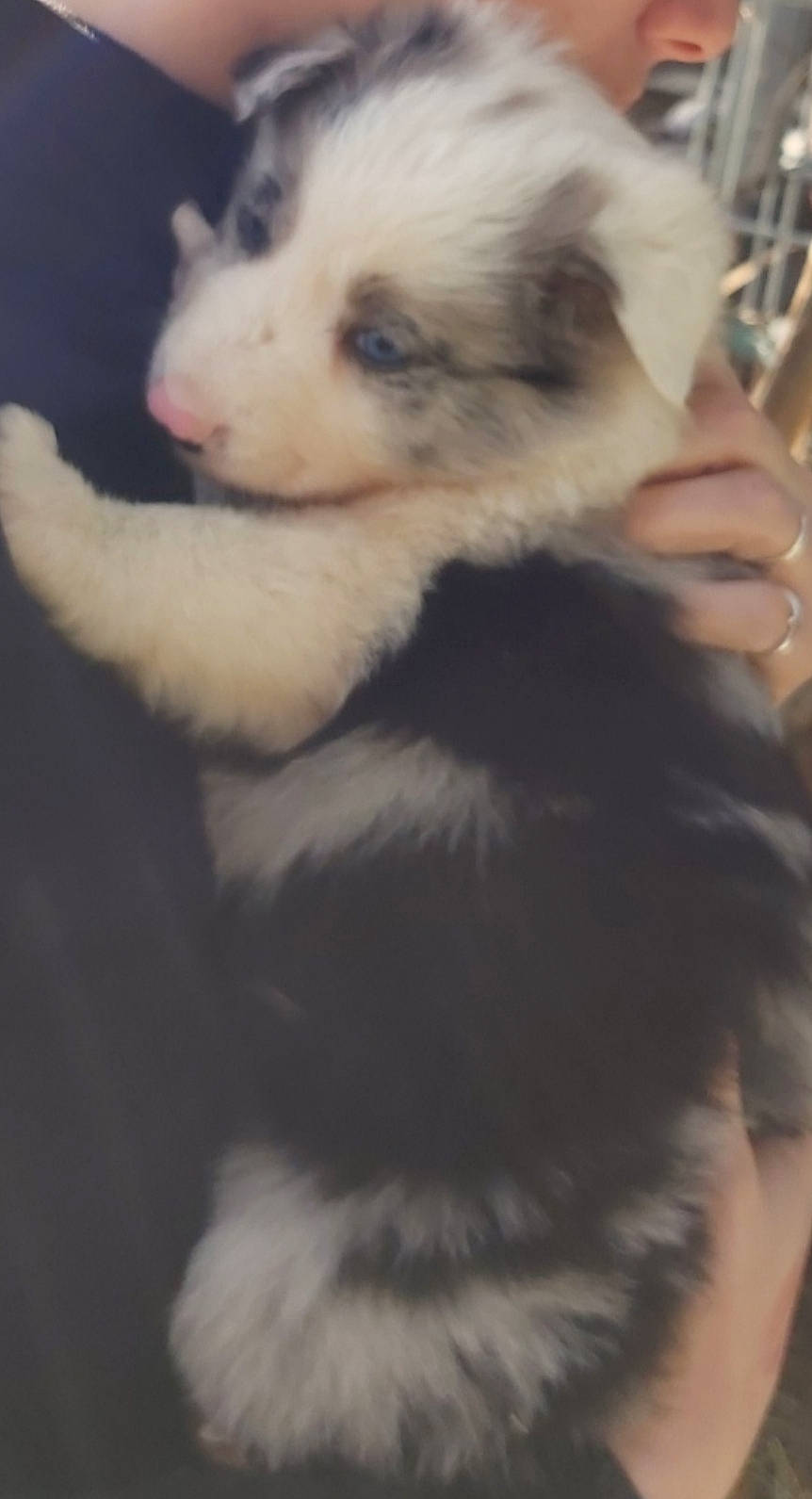 Dixy participe au concours pour gagner de l'argent avec cette photo : australian_shepherd, border_collie, canidae, carnivore, dog, dog_breed, ear, mammal, morkie, nose, old_english_sheepdog, pomeranian, puppy, shih_tzu, skin, vertebrate