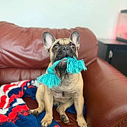 Gizmo is registered to the contest to win money with this photo: dog, french_bulldog, toy, rope_toy, couch, leather_couch, blanket, red, blue, white, pet, indoor, animal, cute, sitting, playing, ears, mouth, looking_up, domestic