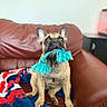 dog, french_bulldog, toy, rope_toy, couch, leather_couch, blanket, red, blue, white, pet, indoor, animal, cute, sitting, playing, ears, mouth, looking_up, domestic