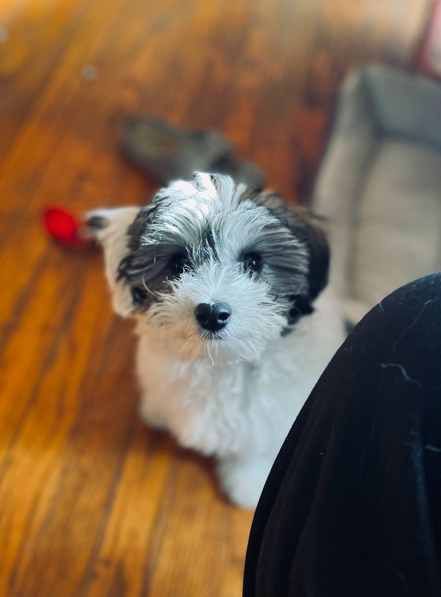 Oreo joined the competition — help win amazing prizes! companion_dog, dog, dog_breed, flooring, fur, hardwood, mal_shi, plank, small_terrier, terrier, toy_dog, varnish, wood, wood_flooring, wood_stain, working_animal