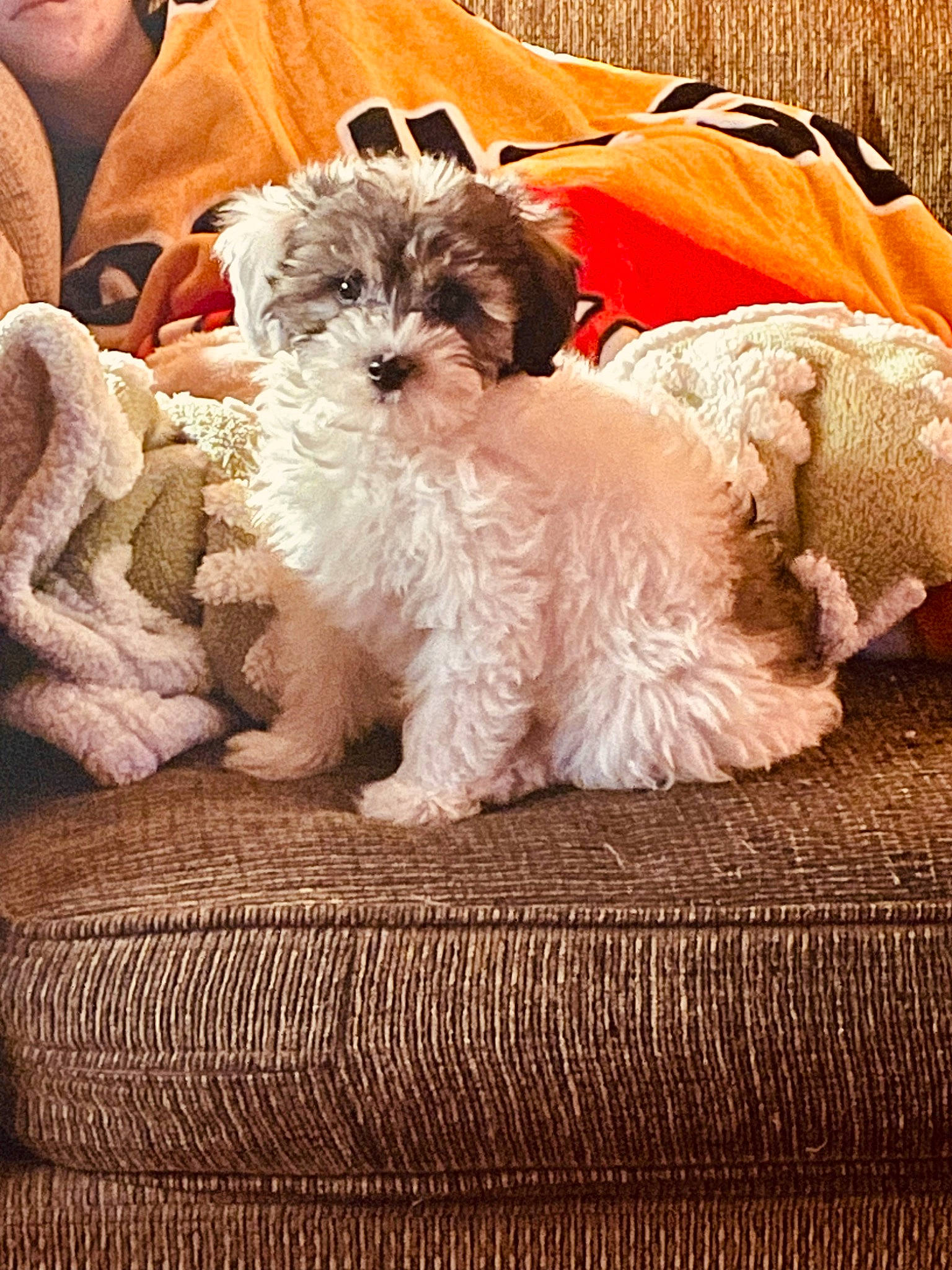 Oreo joined the competition — help win amazing prizes! canidae, carnivore, comfort, companion_dog, dog, dog_breed, dog_supply, fawn, fur, liver, mal_shi, shih_tzu, small_terrier, snout, sporting_group, terrier, toy_dog, water_dog, working_animal, yorkipoo