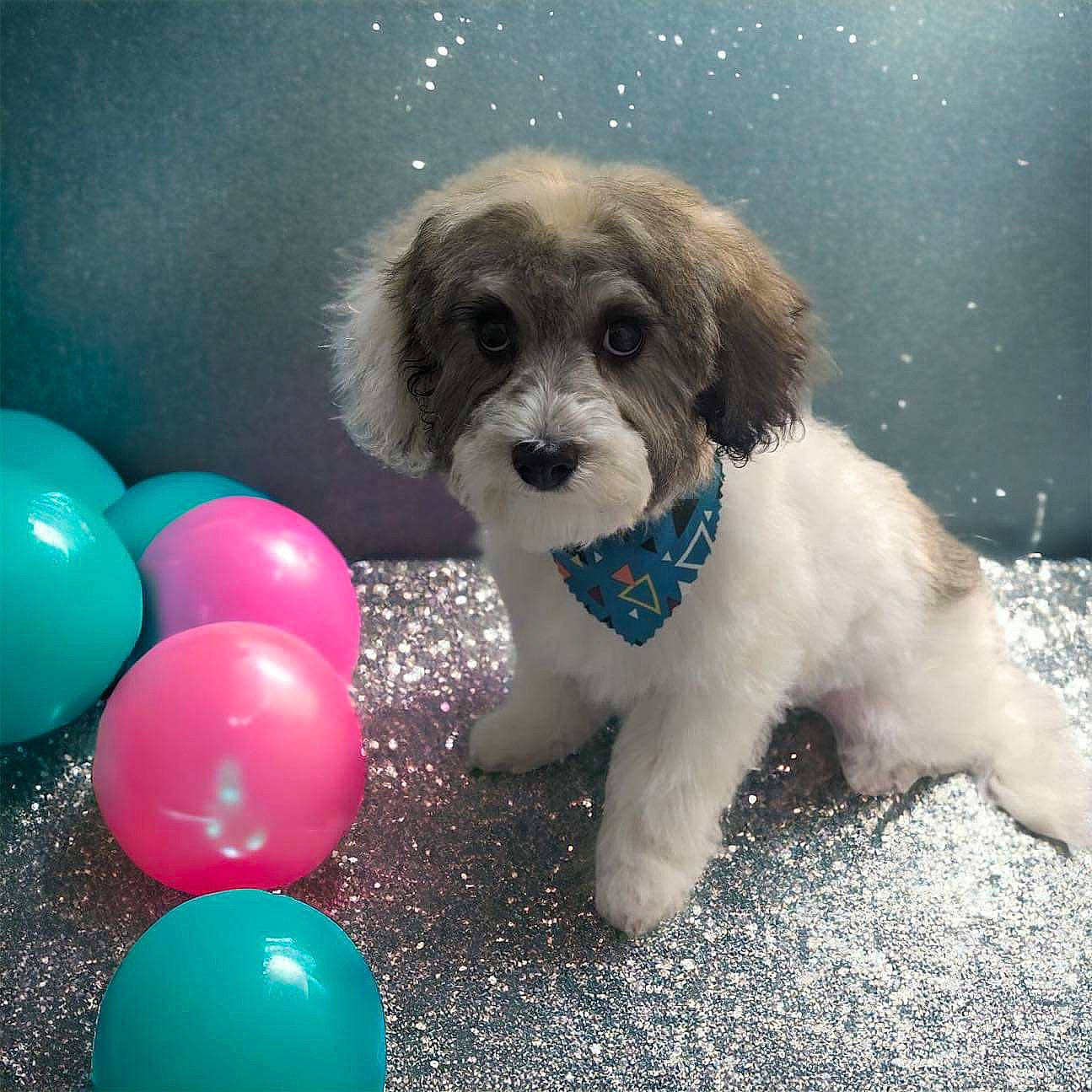 Oreo is registered to the contest to win money with this photo: balloon, canidae, carnivore, companion_dog, dog, dog_breed, dog_supply, electric_blue, fawn, fur, happy, liver, paw, puppy_love, shih_tzu, snout, sporting_group, toy, toy_dog, working_animal