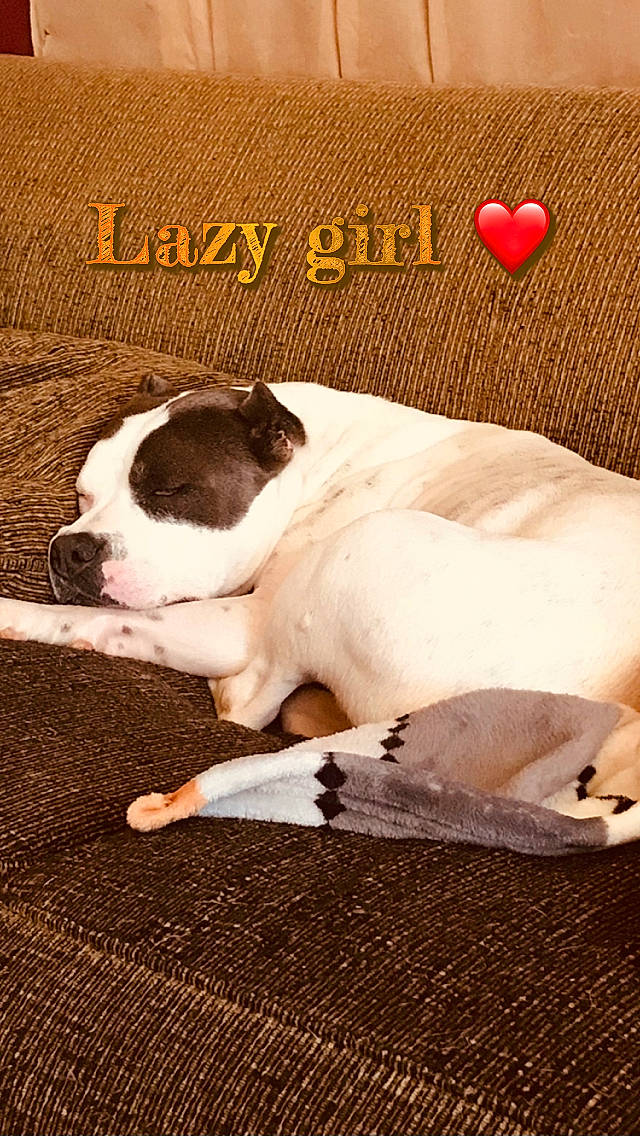 Diamond joined the competition — help win amazing prizes! boston_terrier, canidae, carnivore, comfort, companion_dog, dog, dog_breed, fawn, flooring, font, logo, non_sporting_group, paw, photo_caption, puppy, sporting_group, terrestrial_animal, toy_dog, whiskers, working_animal