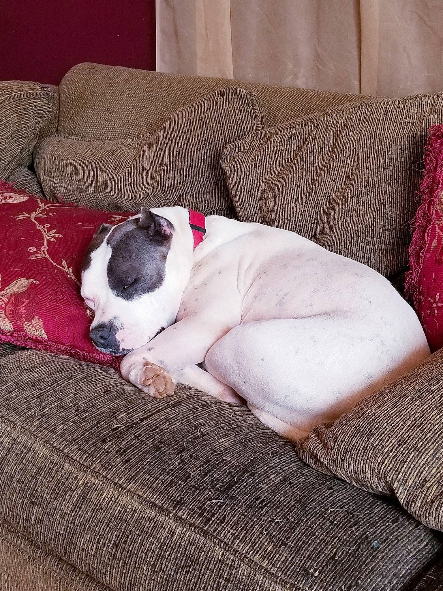 Diamond joined the competition — help win amazing prizes! canidae, carmine, carnivore, comfort, companion_dog, couch, dog, dog_breed, fawn, flooring, grey, linens, nap, pattern, paw, room, sporting_group, textile, toy_dog, working_animal