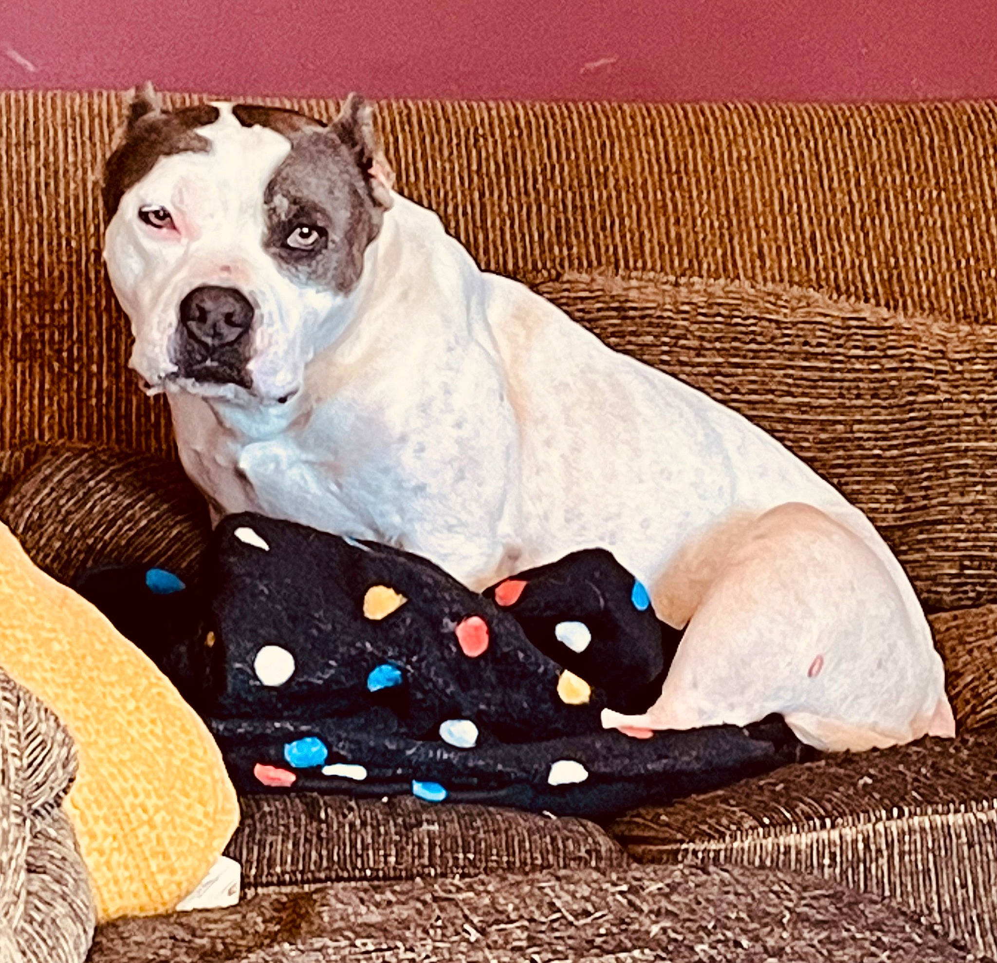 Diamond joined the competition — help win amazing prizes! art, canidae, carnivore, collar, comfort, companion_dog, dog, dog_breed, dog_collar, dog_supply, fawn, paint, painting, pattern, paw, pet_supply, rectangle, snout, sporting_group, working_animal