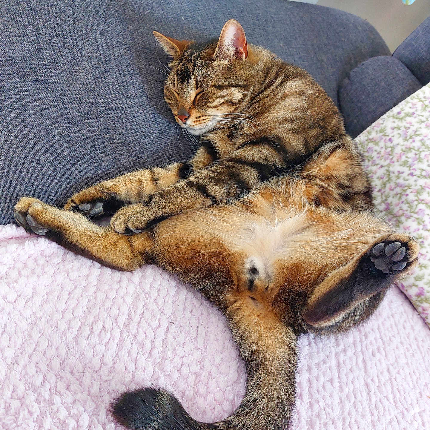 Charly a rejoint le concours — aidez-le/la à gagner de superbes lots ! animal, blanket, cat, couch, cozy, cute, domestic, fur, furniture, indoor, paw_pads, peaceful, pet, pillow, relaxed, resting, sleeping, tabby_cat, tail, whiskers