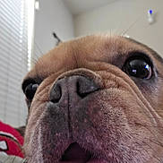 Luna is registered to the contest to win money with this photo: dog, close_up, face, nose, teeth, tongue, indoor, pet, animal, brown_fur, whiskers, mouth, curious, expression, window, light, blurred_background, canine, snout, domestic_animal