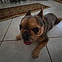 Luna is registered to the contest to win money with this photo: dog, french_bulldog, tile_floor, indoor, pet, tongue_out, ears_up, brown_dog, floor_tiles, carpet, shoes, animal, cute, laying_down, looking_at_camera, home, domestic, companion, small_dog, resting