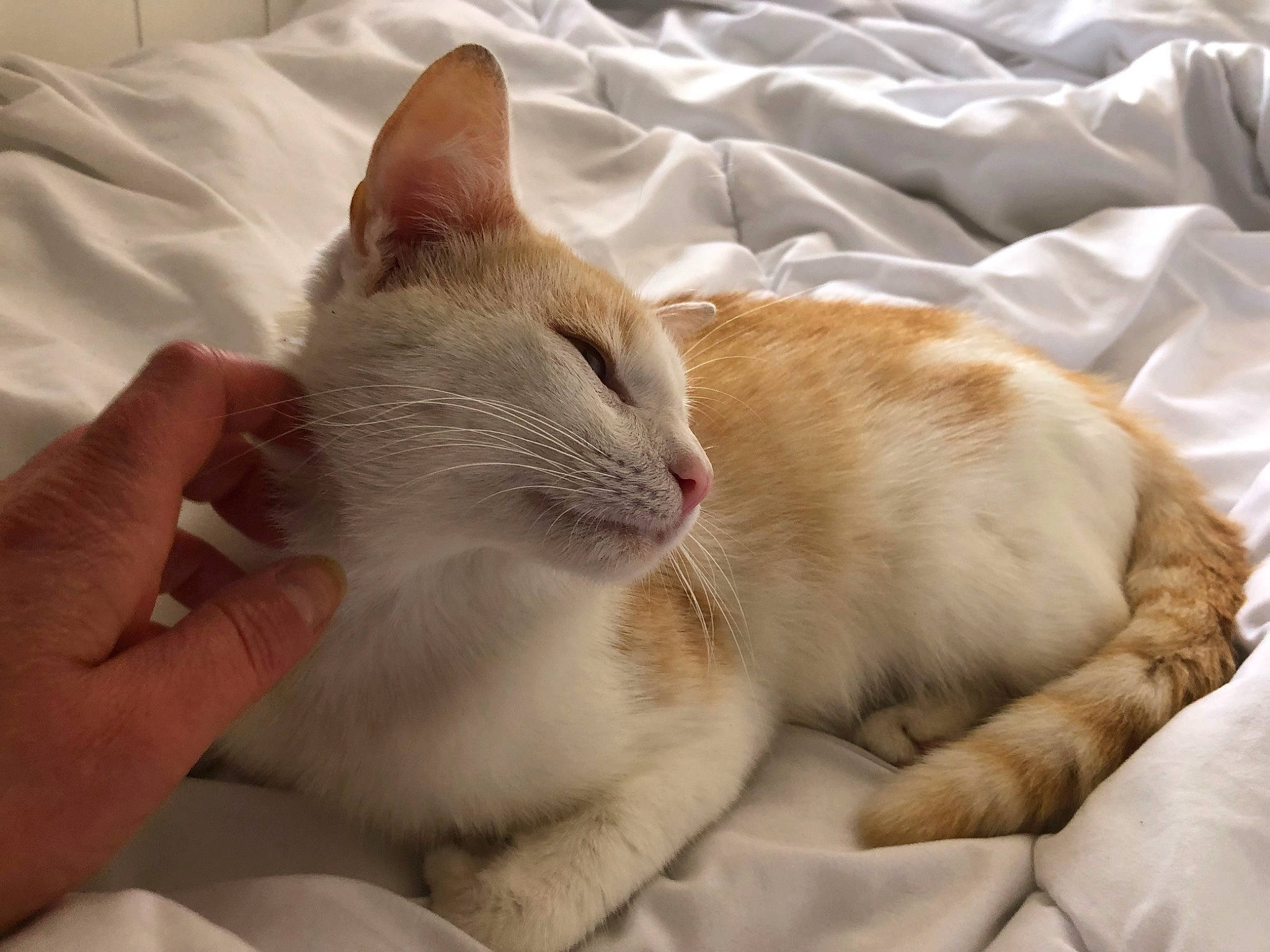 Tipi participe au concours pour gagner de l'argent avec cette photo : carnivore, cat, claw, comfort, domestic_short_haired_cat, fang, fawn, felidae, fur, gesture, linens, nap, paw, small_to_medium_sized_cats, snout, tail, whiskers