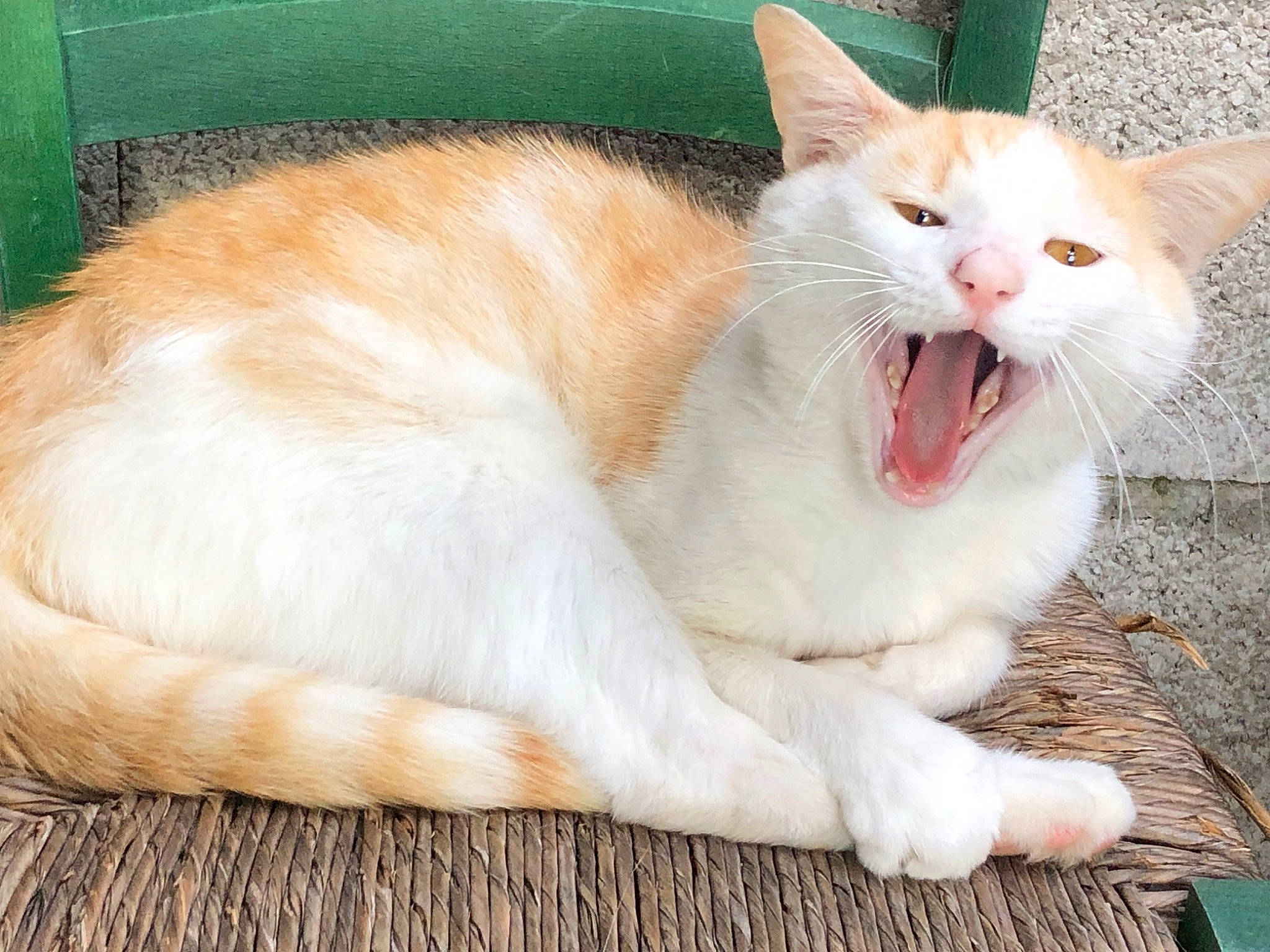 Tipi a rejoint le concours — aidez-le/la à gagner de superbes lots ! carnivore, cat, claw, comfort, domestic_short_haired_cat, fang, fawn, felidae, foot, fur, happy, jaw, paw, photo_caption, small_to_medium_sized_cats, snout, tail, terrestrial_animal, whiskers, yawn