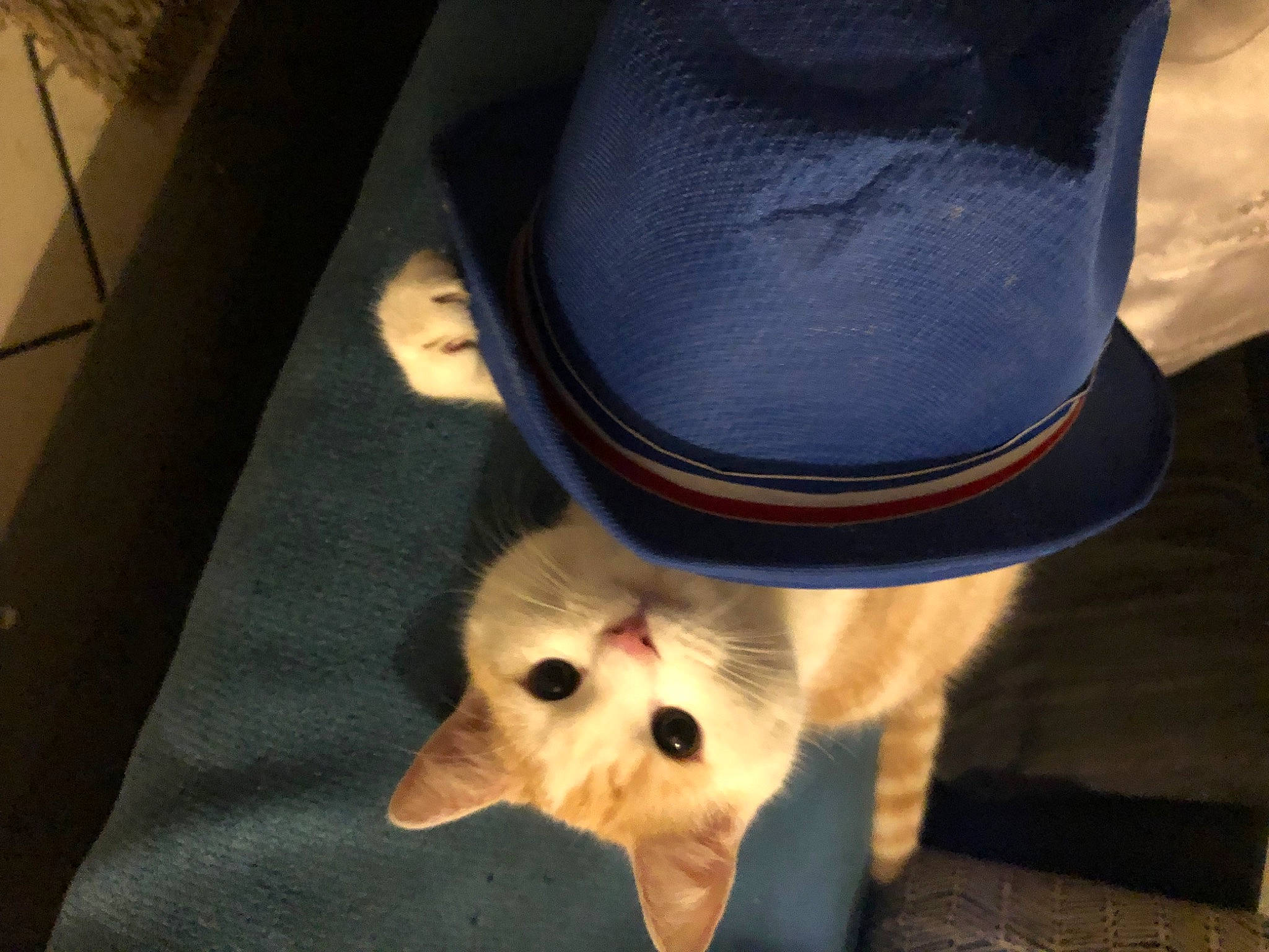 Tipi a rejoint le concours — aidez-le/la à gagner de superbes lots ! canidae, cap, carnivore, companion_dog, costume_hat, dog_breed, electric_blue, fawn, fedora, felidae, foot, fur, hat, paw, small_to_medium_sized_cats, snout, spitz, sporting_group, tail, whiskers