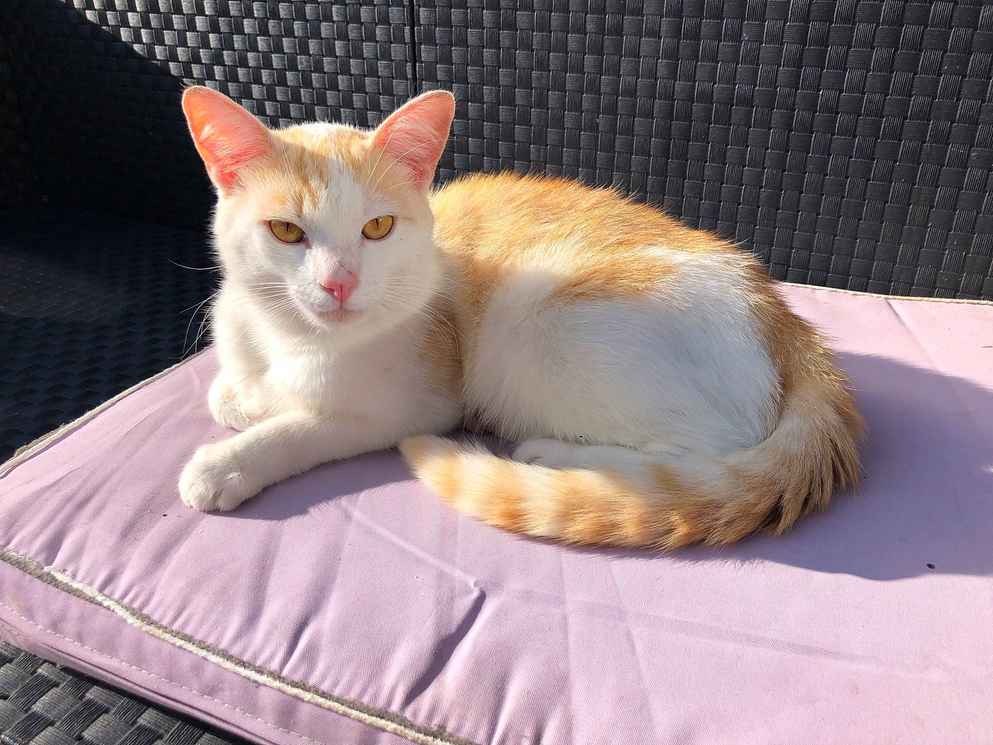 Tipi participe au concours pour gagner de l'argent avec cette photo : carnivore, cat, claw, comfort, domestic_short_haired_cat, fawn, felidae, fur, linens, paw, sitting, small_to_medium_sized_cats, snout, tablecloth, tail, whiskers