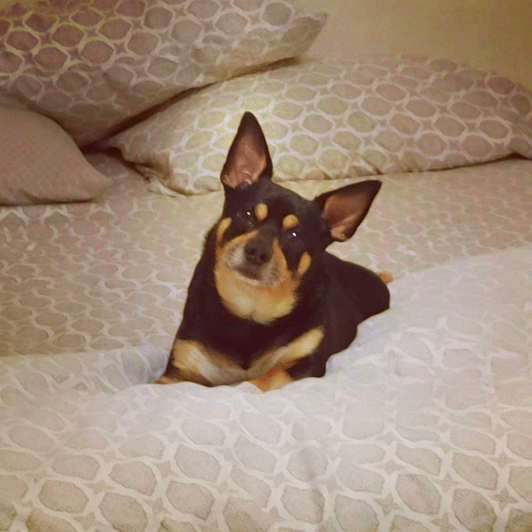 Jax joined the competition — help win amazing prizes! bedding, carnivore, comfort, companion_dog, couch, dog, dog_breed, dog_supply, fawn, felidae, linens, paw, room, small_terrier, toy_dog, whiskers, working_animal