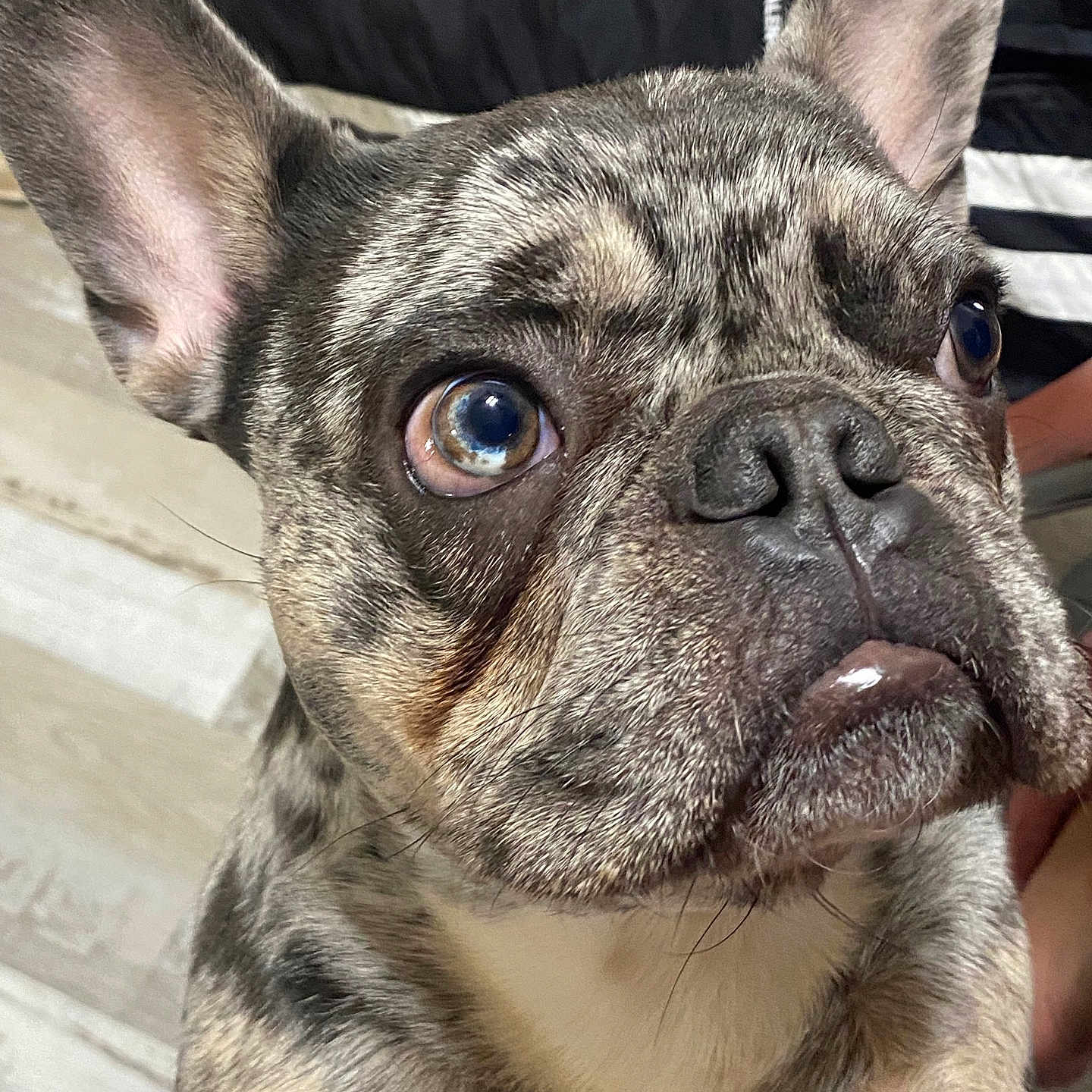 Karti is registered to the contest to win money with this photo: animal, boxer, bulldog, canine, dog, frenchbulldog, pet, pitbull, pug, puppy, snout