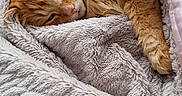 Gavroche participe au concours pour gagner de l'argent avec cette photo : cat, orange_cat, fluffy, sleeping, cozy, blanket, bed, indoors, pet, feline, fur, whiskers, ears, paws, relaxed, cute, snuggled, portrait, soft_texture, nap