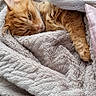 cat, orange_cat, fluffy, sleeping, cozy, blanket, bed, indoors, pet, feline, fur, whiskers, ears, paws, relaxed, cute, snuggled, portrait, soft_texture, nap