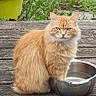 cat, ginger_cat, fluffy, long_hair, orange_fur, pet, animal, sitting, outdoor, garden, wooden_bench, water_bowl, metal_bowl, greenery, plants, planter, portrait, staring, whiskers, safe