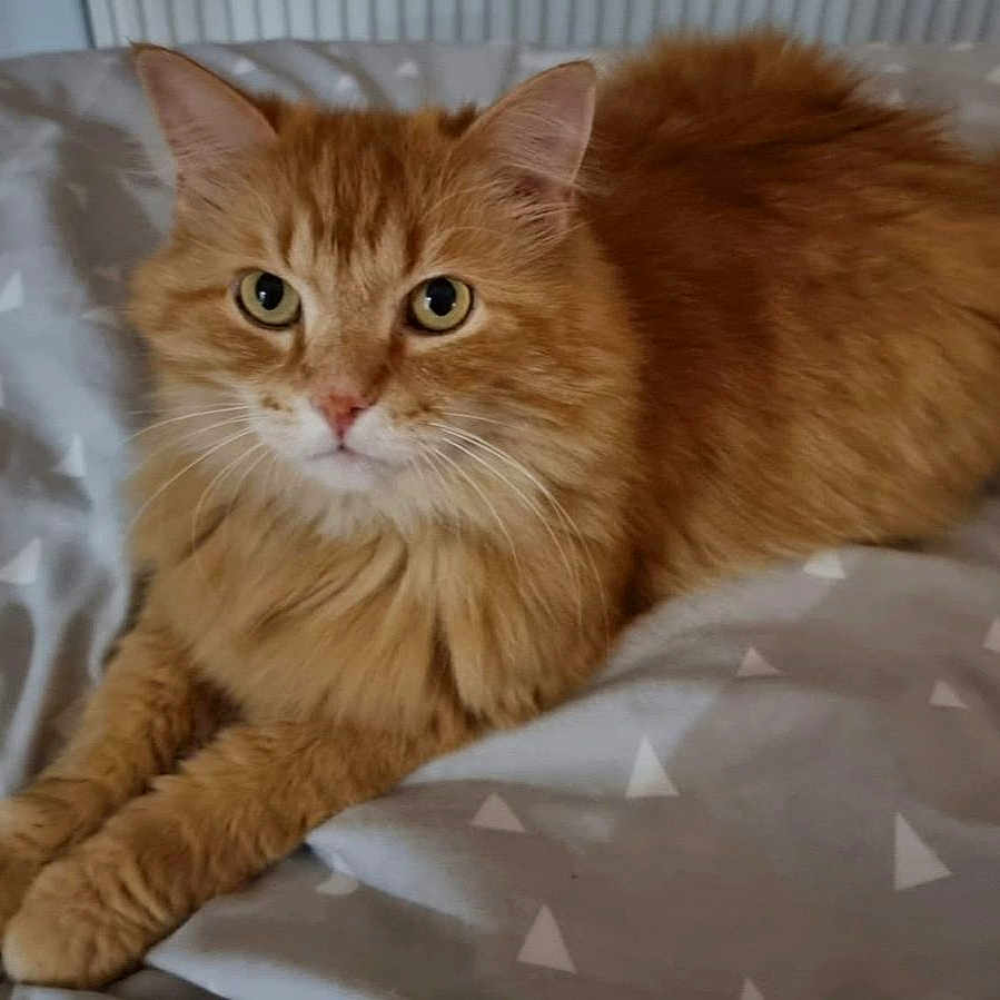 Gavroche