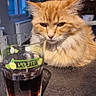cat, orange_cat, fluffy, long_hair, feline, pet, animal, sitting, countertop, glass, drink, mojito_glass, indoor, home, kitchen, window, wall_clock, portrait, whiskers, serious_expression
