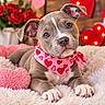 Nerelys Valladares is registered to the contest to win money with this photo: puppy, dog, pit_bull, pet, portrait, close_up, sitting, lying_down, wide_eyed, head_tilt, floppy_ears, heart_bandana, valentines_day, roses, red_hearts, blanket, fluffy, indoor, cute, animal
