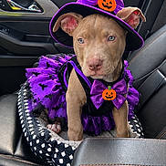 Nerelys Valladares joined the competition — help win amazing prizes! dog, puppy, pit_bull, halloween, witch_hat, costume, purple, pumpkin, bow_tie, car, car_interior, pet, sitting, portrait, cute, adorable, animal, ears, vehicle, outdoor_background