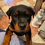 Réglisse a rejoint le concours — aidez-le/la à gagner de superbes lots ! puppy, rottweiler, dog, pet, close_up, black_and_brown, indoor, floor_tiles, paws, looking_up, striped_clothing, adorable, animal, young_dog, cute, companion, home, decor, figurine, person