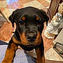 puppy, rottweiler, dog, pet, close_up, black_and_brown, indoor, floor_tiles, paws, looking_up, striped_clothing, adorable, animal, young_dog, cute, companion, home, decor, figurine, person