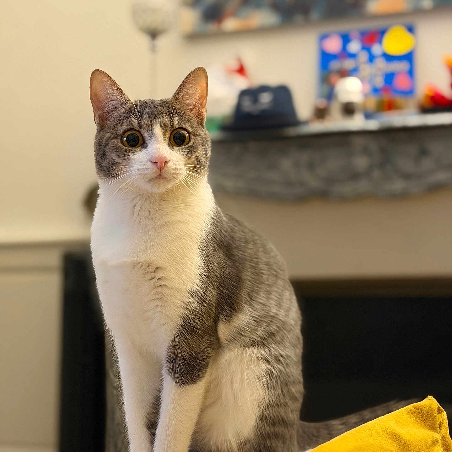 Caprice a rejoint le concours — aidez-le/la à gagner de superbes lots ! cat, gray_cat, white_cat, indoor, couch, yellow_blanket, fur, sitting, pet, animal, curious, portrait, feline, whiskers, ears, eyes, home, furniture, blurred_background, cozy