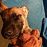 animal, blue_couch, brown, closeup, comfort, companion, cozy, cute, dog, fur, indoor, nap, pet, puppy, relaxed, rest, sleeping, soft, stuffed_toy, warm_light