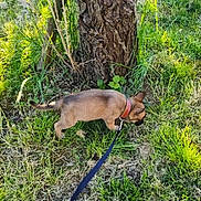Brook a rejoint le concours — aidez-le/la à gagner de superbes lots ! puppy, dog, grass, tree_trunk, leash, outdoor, nature, pet, brown_dog, small_dog, sunlight, greenery, sniffing, canine, young_dog, collar, walking, animal, playful, daytime