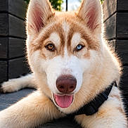 Baltic a rejoint le concours — aidez-le/la à gagner de superbes lots ! dog, husky, heterochromia, tongue_out, outdoor, pet, animal, fur, canine, close_up, lying_down, happy, portrait, daylight, nature, wooden_structure, floor, muzzle, ears, face