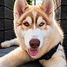 dog, husky, heterochromia, tongue_out, outdoor, pet, animal, fur, canine, close_up, lying_down, happy, portrait, daylight, nature, wooden_structure, floor, muzzle, ears, face