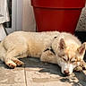 Baltic participe au concours pour gagner de l'argent avec cette photo : dog, sleeping, light_fur, harness, red_pot, tile_floor, outdoor, sunlight, shadow, relaxing, pet, canine, quiet, resting, peaceful, animal, fur, ears, nose, paw