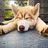 Baltic participe au concours pour gagner de l'argent avec cette photo : puppy, dog, sleeping, outdoor, wood, paws, fur, adorable, closeup, resting, nature, pet, animal, young, cute, relaxing, daylight, peaceful, canine, snout