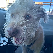 Maxx joined the competition — help win amazing prizes! animal, blue_sky, canine, car_interior, closeup, collar, cute, daylight, dog, fur, happy, indoor, mouth_open, pet, scruffy, seat, tongue, transportation, whiskers, window