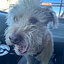 animal, blue_sky, canine, car_interior, closeup, collar, cute, daylight, dog, fur, happy, indoor, mouth_open, pet, scruffy, seat, tongue, transportation, whiskers, window