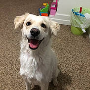 Bailey joined the competition — help win amazing prizes! dog, pet, white_fur, heterochromia, blue_eye, brown_eye, smiling, tongue_out, sitting, indoor, carpet, toys, trash_can, doorway, baseboard, looking_up, happy, portrait, floor, paw