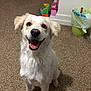 dog, pet, white_fur, heterochromia, blue_eye, brown_eye, smiling, tongue_out, sitting, indoor, carpet, toys, trash_can, doorway, baseboard, looking_up, happy, portrait, floor, paw