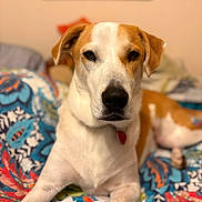 Ozzy joined the competition — help win amazing prizes! dog, pet, bed, indoor, animal, brown_and_white, lying_down, collar, heart_tag, portrait, cute, domestic_animal, canine, relaxed, furniture, colorful, patterned_bedspread, ears, face, nose