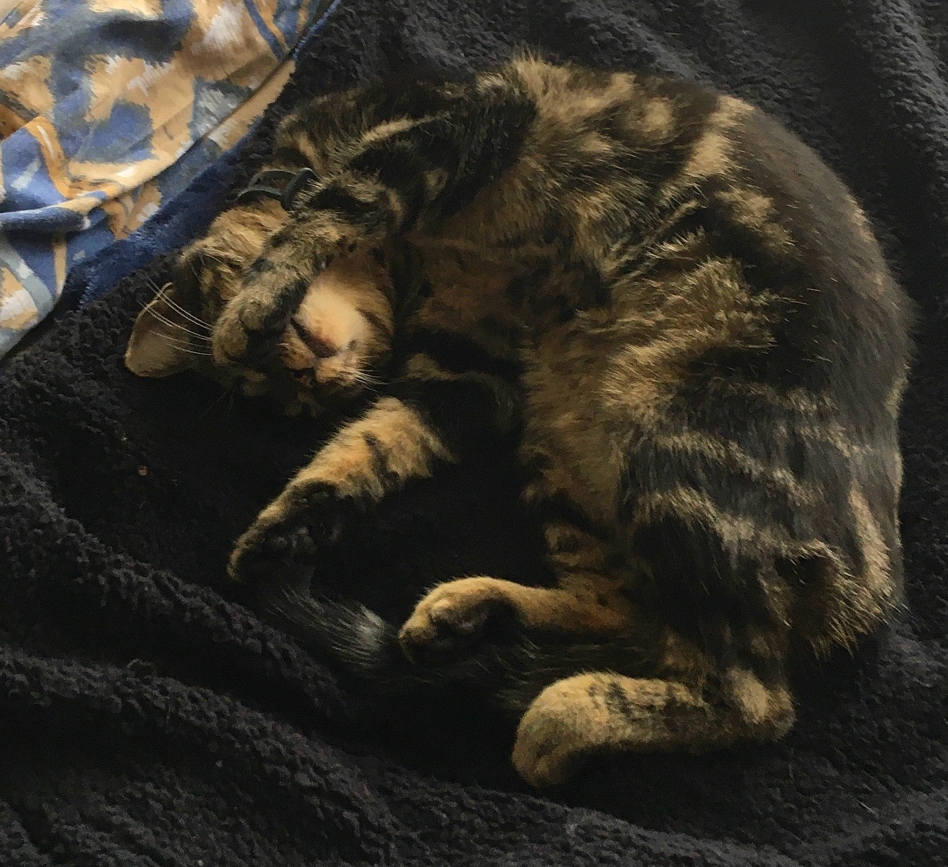 Patty Poutsy a rejoint le concours — aidez-le/la à gagner de superbes lots ! carnivore, cat, claw, domestic_short_haired_cat, dragon_li, european_shorthair, felidae, fur, nap, paw, polydactyl_cat, sleep, small_to_medium_sized_cats, snout, tabby_cat, tail, whiskers