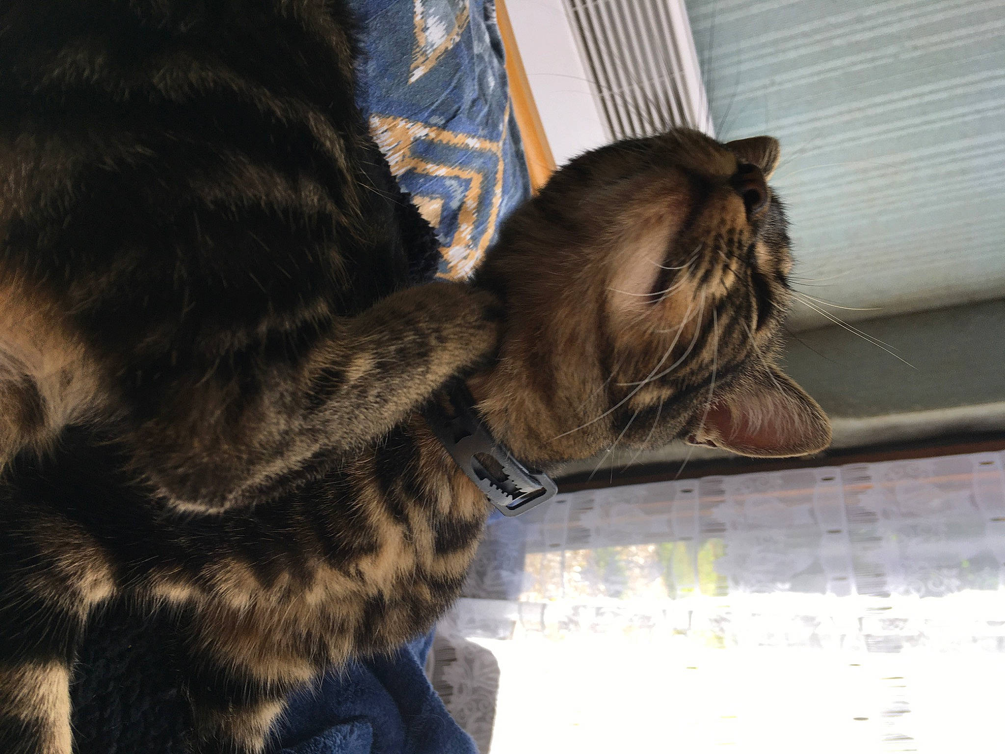 Patty Poutsy participe au concours pour gagner de l'argent avec cette photo : asian, bengal, carnivore, cat, domestic_short_haired_cat, dragon_li, european_shorthair, felidae, fur, maine_coon, norwegian_forest_cat, pixie_bob, small_to_medium_sized_cats, snout, tabby_cat, tail, toyger, whiskers