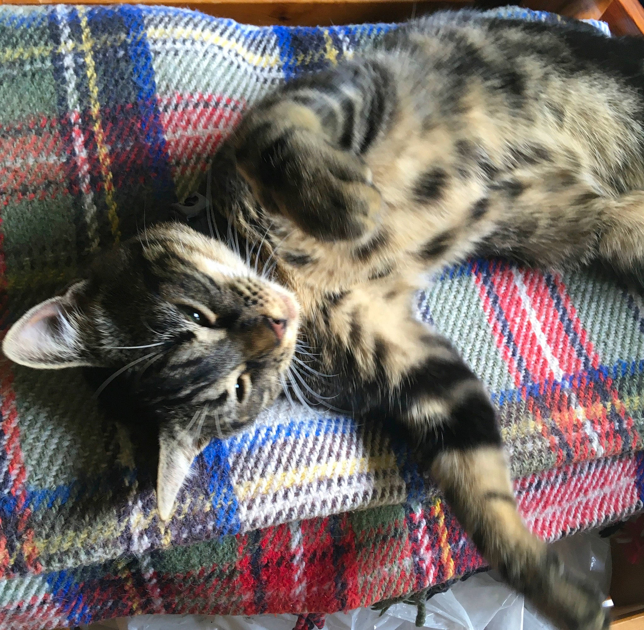 Patty Poutsy a rejoint le concours — aidez-le/la à gagner de superbes lots ! american_shorthair, carnivore, cat, claw, dragon_li, egyptian_mau, european_shorthair, felidae, fur, kitten, mammal, nap, small_to_medium_sized_cats, tabby_cat, tail, whiskers