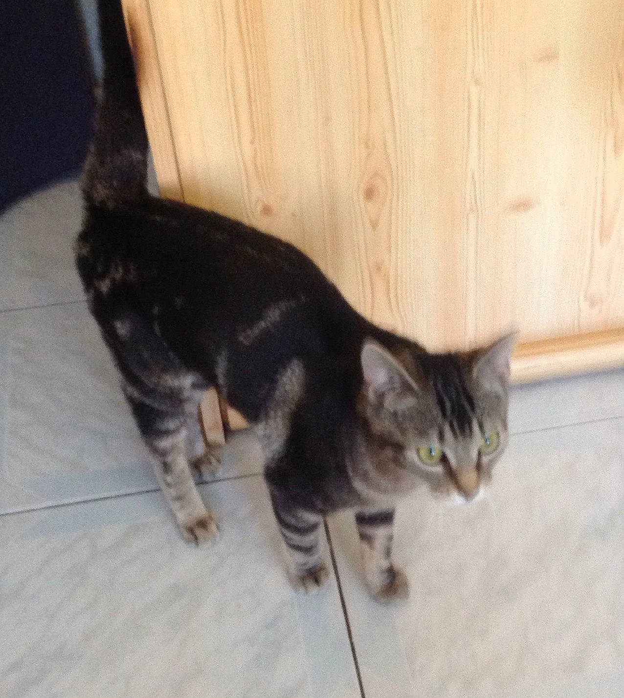 Patty Poutsy participe au concours pour gagner de l'argent avec cette photo : american_shorthair, asian, carnivore, cat, domestic_short_haired_cat, dragon_li, european_shorthair, felidae, floor, fur, german_rex, kitten, mammal, polydactyl_cat, small_to_medium_sized_cats, tabby_cat, tail, whiskers