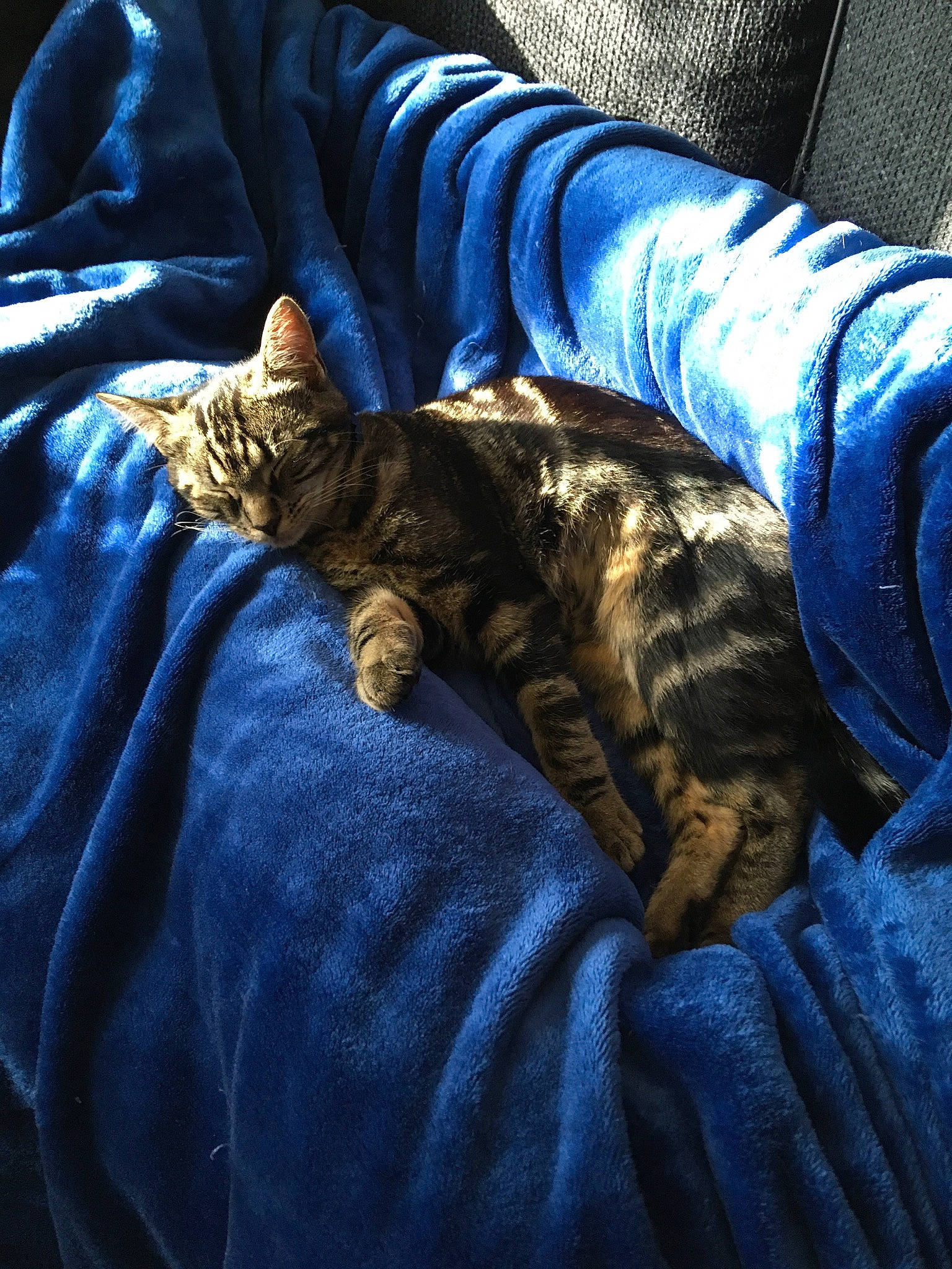 Patty a rejoint le concours — aidez-le/la à gagner de superbes lots ! asian, carnivore, cat, claw, couch, domestic_short_haired_cat, dragon_li, european_shorthair, felidae, fur, leg, nap, paw, sleep, small_to_medium_sized_cats, tabby_cat, toyger, whiskers