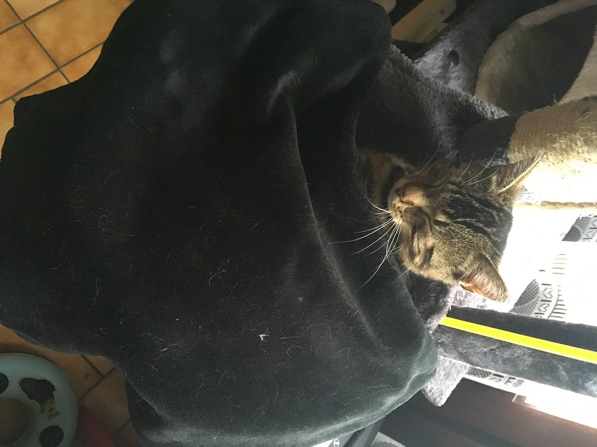 Poutsy participe au concours pour gagner de l'argent avec cette photo : black_cat, carnivore, cat, domestic_short_haired_cat, felidae, small_to_medium_sized_cats, whiskers